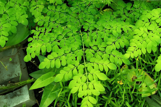 Unveiling the Wonders of Moringa Tea: A Cup of Good Health